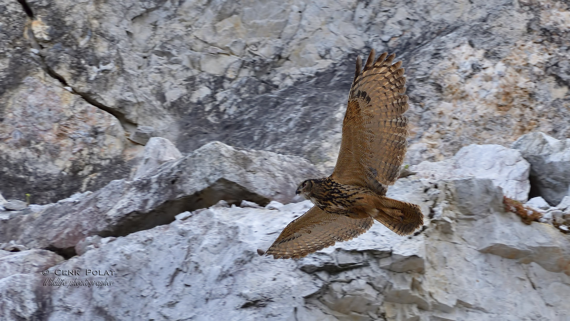 Eurasian Eagle-Owl